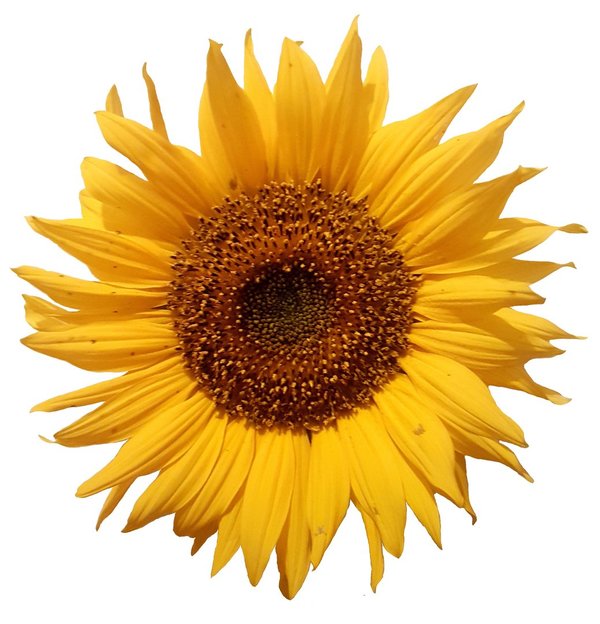 (Gratiszusatz) Sonnenblumensaat ca 250Stk. - Körner / Samen / Saatgut